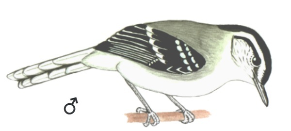 Historical image associated with Black-capped Antwren