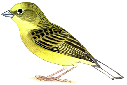 Historical image associated with Stripe-tailed Yellow-Finch