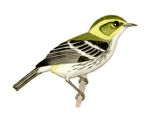 Historical image associated with Black-throated Green Warbler