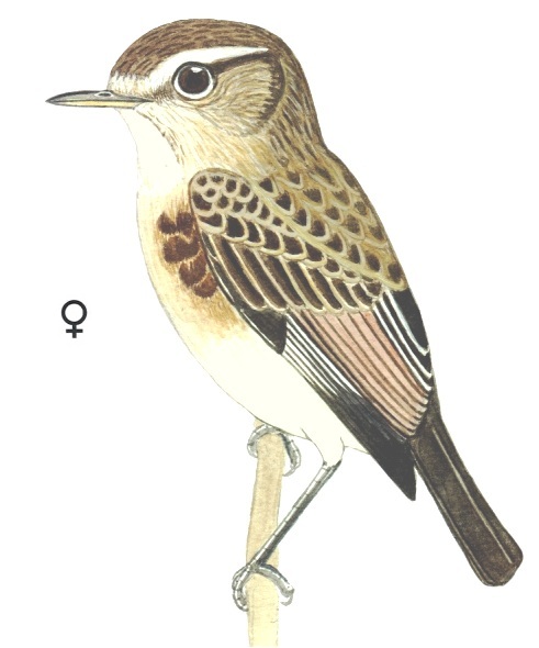 Historical image associated with Cock-tailed Tyrant