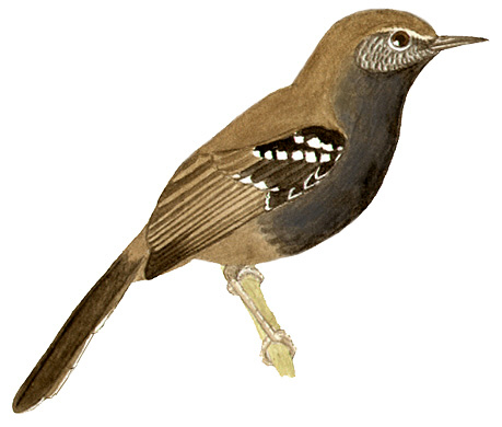 Historical image associated with Parana Antwren