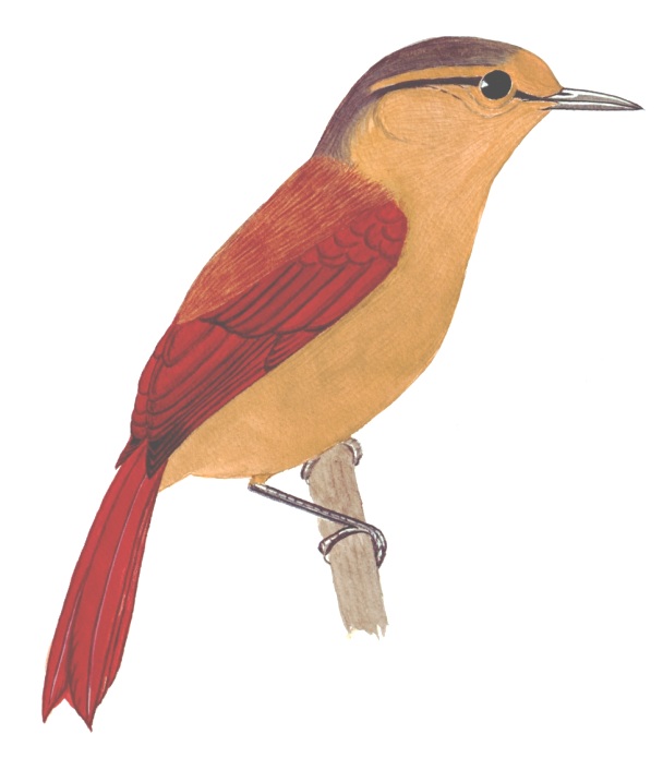 Historical image associated with Buff-fronted Foliage-gleaner