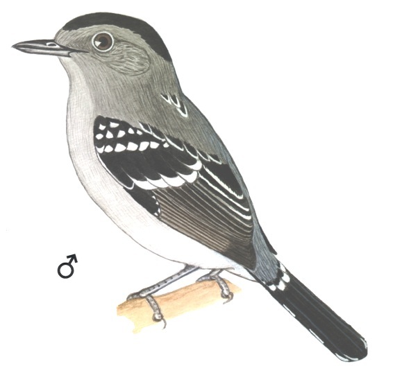 Historical image associated with Planalto Slaty-Antshrike
