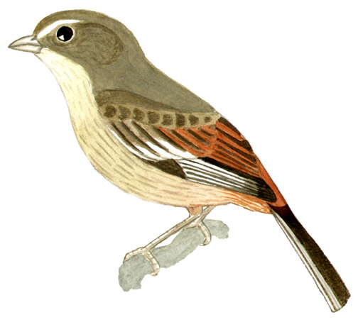 Historical image associated with Red-rumped Warbling-Finch