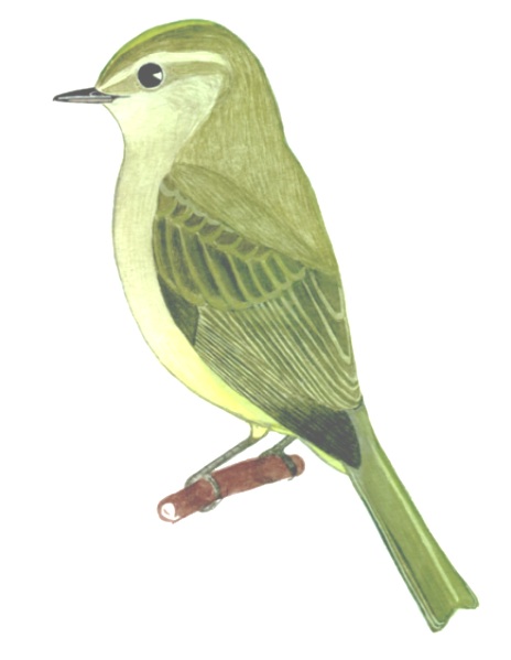Historical image associated with Greenish Elaenia