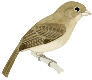 Historical image associated with Yellow-bellied Seedeater