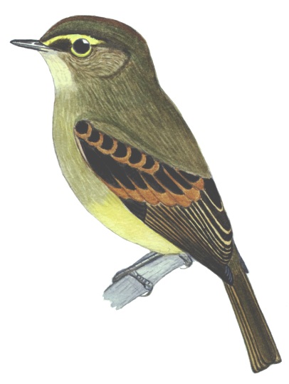 Historical image associated with Large-headed Flatbill