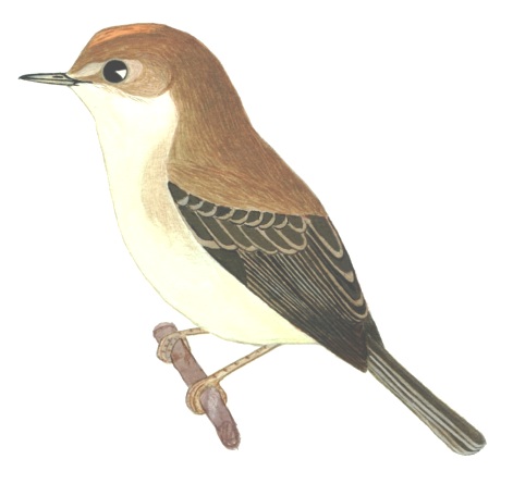 Historical image associated with Tawny-crowned Pygmy-Tyrant