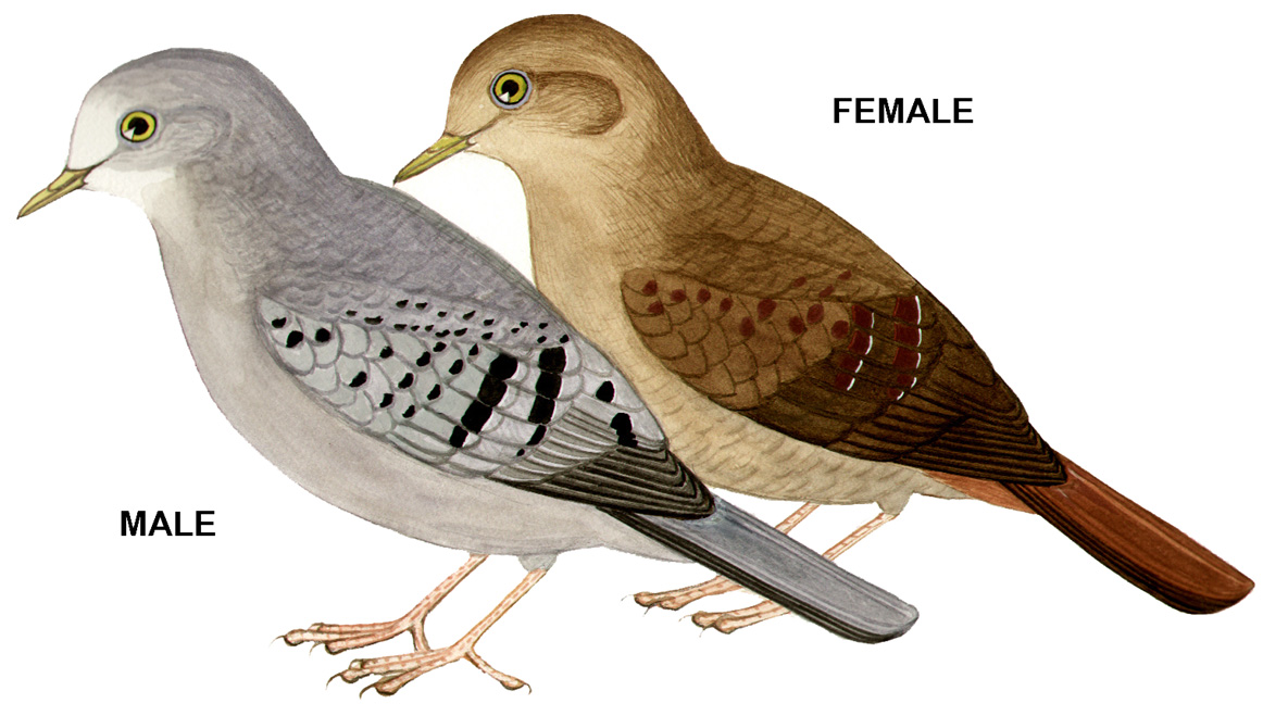 Historical image associated with Blue Ground-Dove