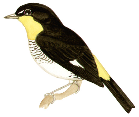 Historical image associated with Yellow-backed Tanager