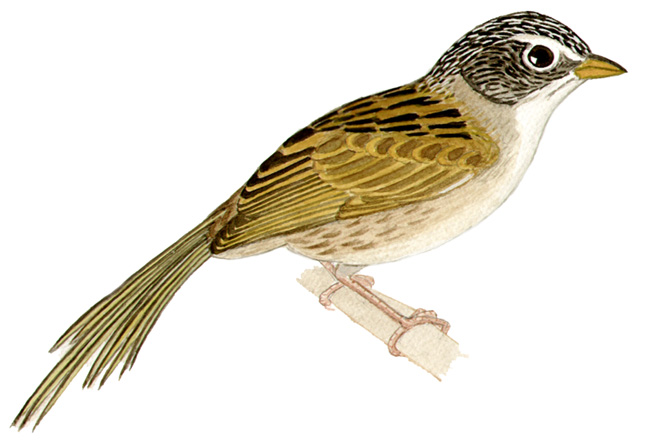 Historical image associated with Lesser Grass-Finch