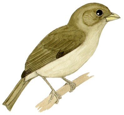 Historical image associated with Sooty Grassquit