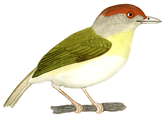 Historical image associated with Rufous-browed Peppershrike