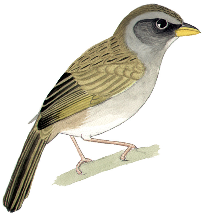 Historical image associated with Great Pampa-Finch