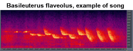 Historical image associated with Flavescent Warbler