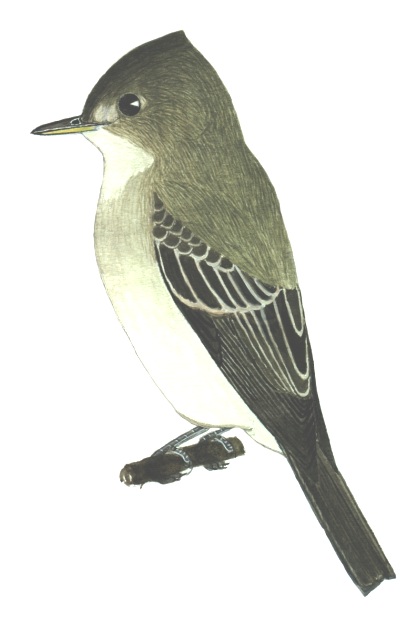 Historical image associated with Tropical Pewee