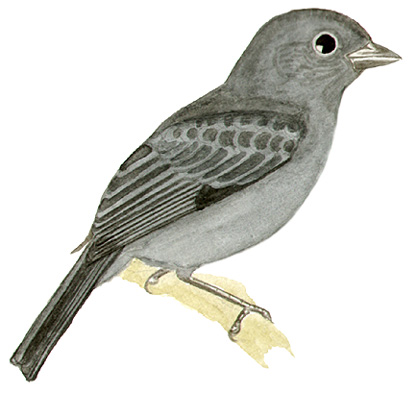 Historical image associated with Uniform Finch