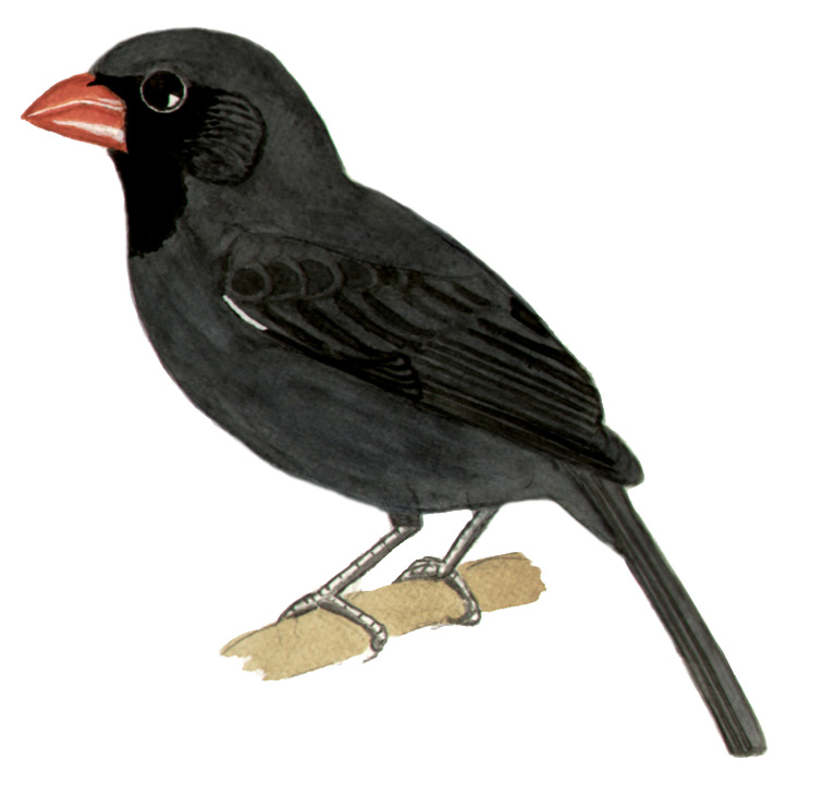 Historical image associated with Black-throated Grosbeak
