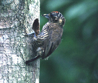 Historical image associated with White-barred Piculet