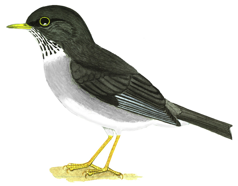 Historical image associated with Slaty Thrush