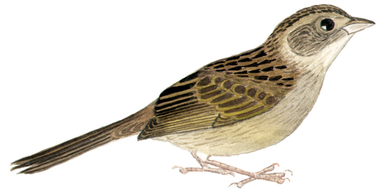 Historical image associated with Wedge-tailed Grass-Finch