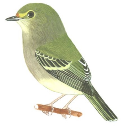 Historical image associated with Wing-barred Manakin