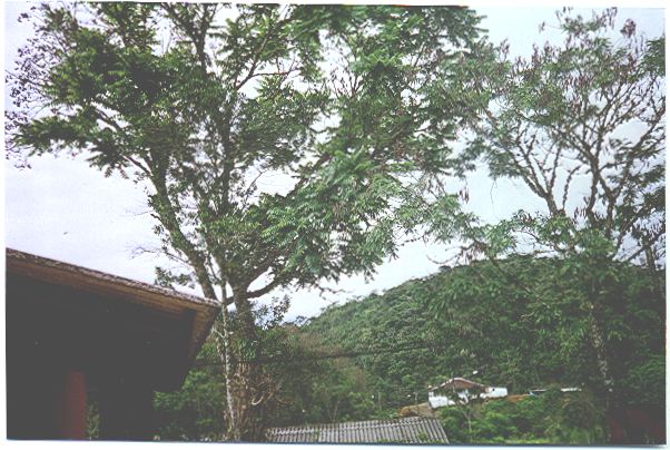 Historical image associated with Swallow-tailed Cotinga