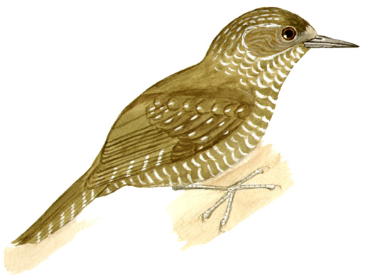 Historical image associated with Little Woodpecker
