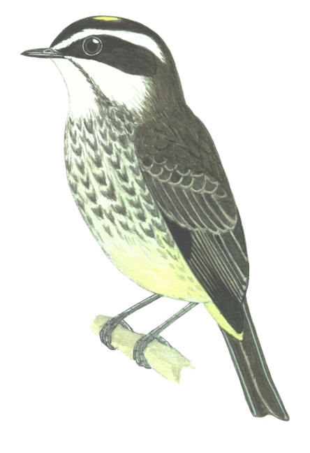 Historical image associated with Piratic Flycatcher