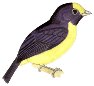 Historical image associated with Purple-throated Euphonia