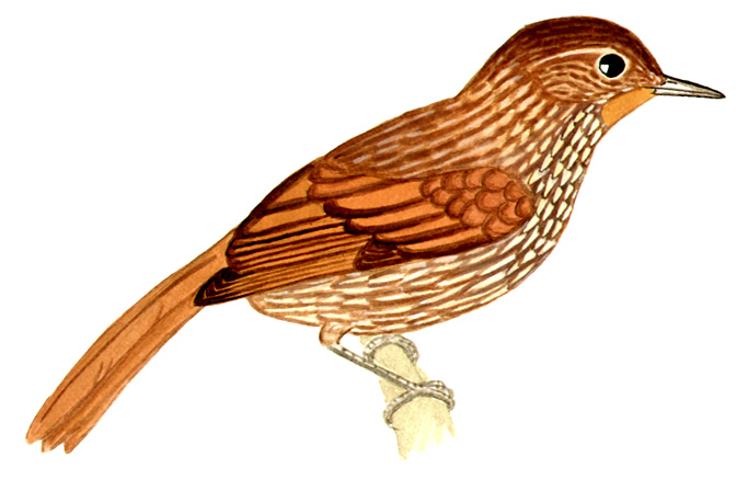 Historical image associated with Striated Softtail