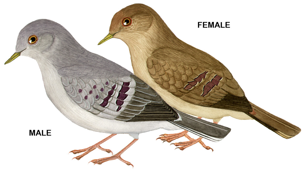 Historical image associated with Purple-winged Ground-Dove