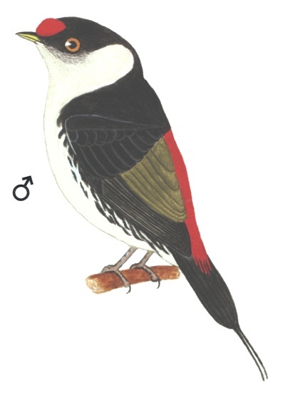 Historical image associated with Pin-tailed Manakin