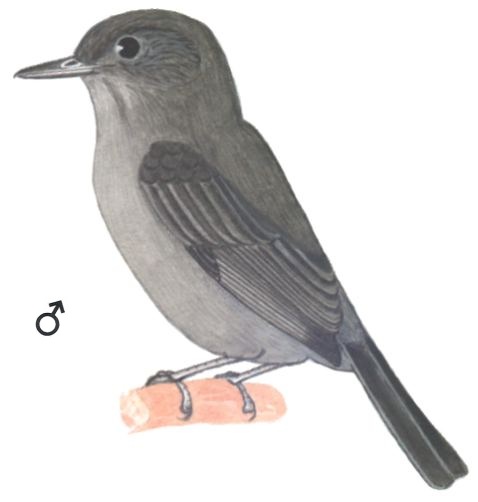 Historical image associated with Cinereous Antshrike