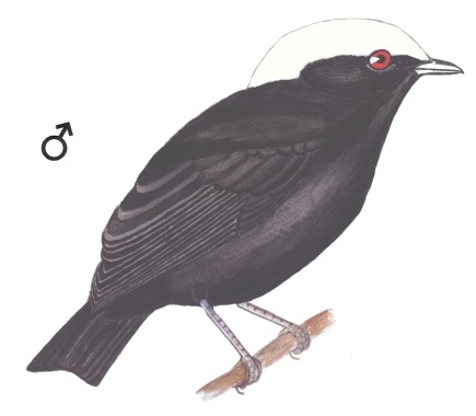 Historical image associated with White-crowned Manakin