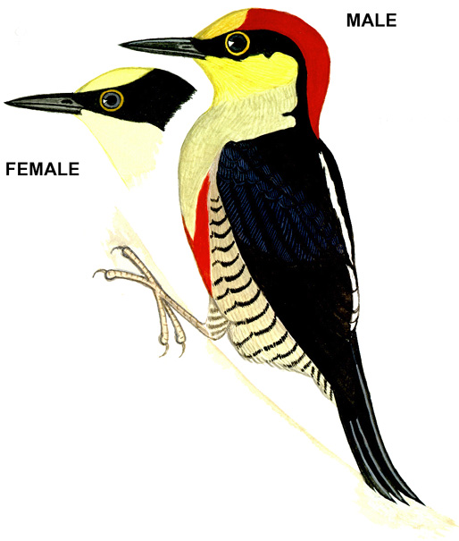 Historical image associated with Yellow-fronted Woodpecker