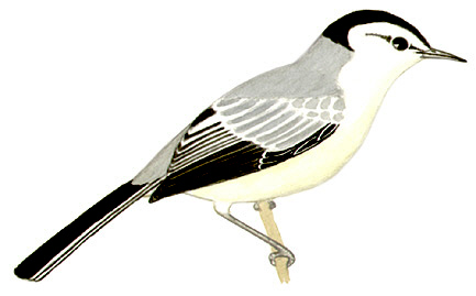 Historical image associated with Creamy-bellied Gnatcatcher