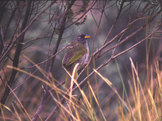 Historical image associated with Great Pampa-Finch