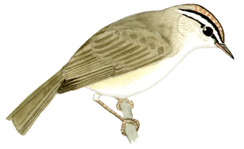 Historical image associated with White-bellied Warbler