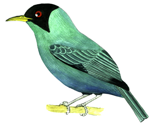 Historical image associated with Green Honeycreeper