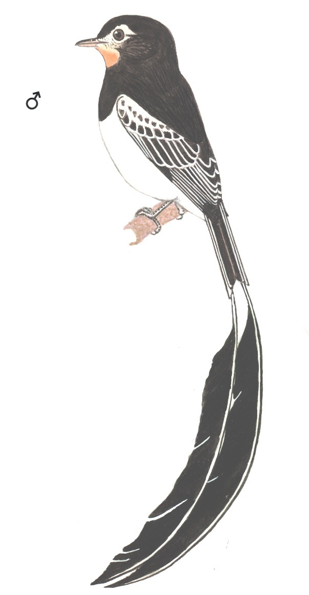 Historical image associated with Strange-tailed Tyrant