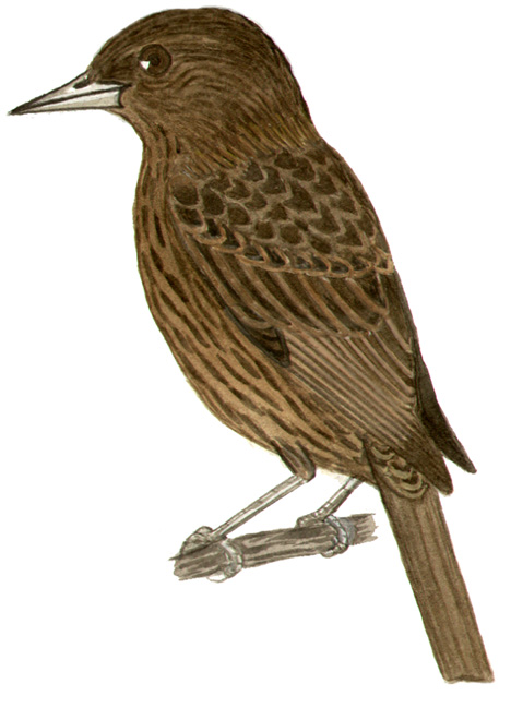 Historical image associated with Chestnut-capped Blackbird