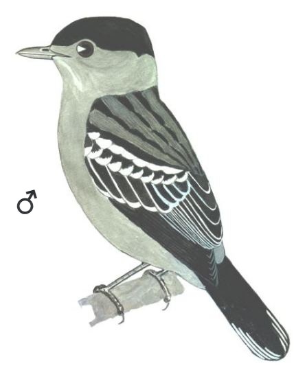 Historical image associated with Black-capped Becard