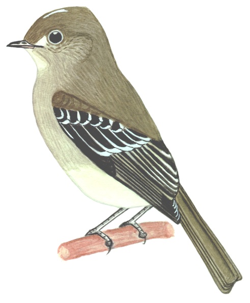 Historical image associated with Lesser Elaenia