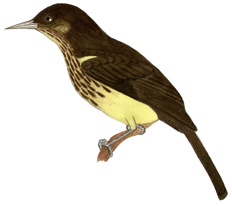 Historical image associated with Yellow-rumped Marshbird