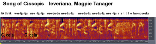 Historical image associated with Magpie Tanager