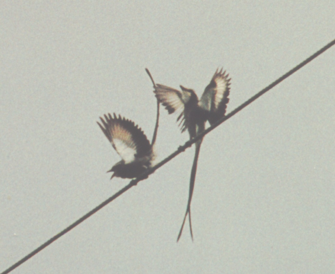 Historical image associated with Streamer-tailed Tyrant