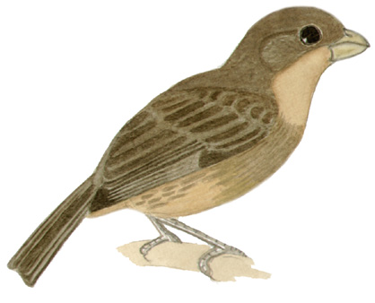 Historical image associated with White-bellied Seedeater