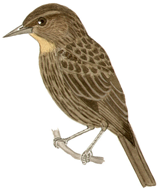 Historical image associated with Chestnut-capped Blackbird