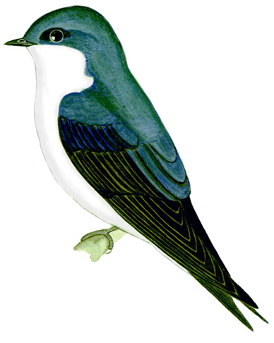 Historical image associated with Chilean Swallow